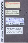 Etiketten zu Calais excavatus (NHMW-ZOO-COL-0010049)